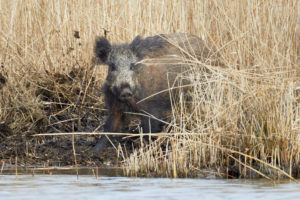 Wild boar, Sus scrofa Wild boar, Sus scrofa